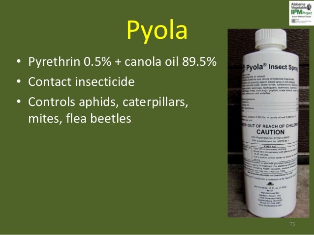 Pyola